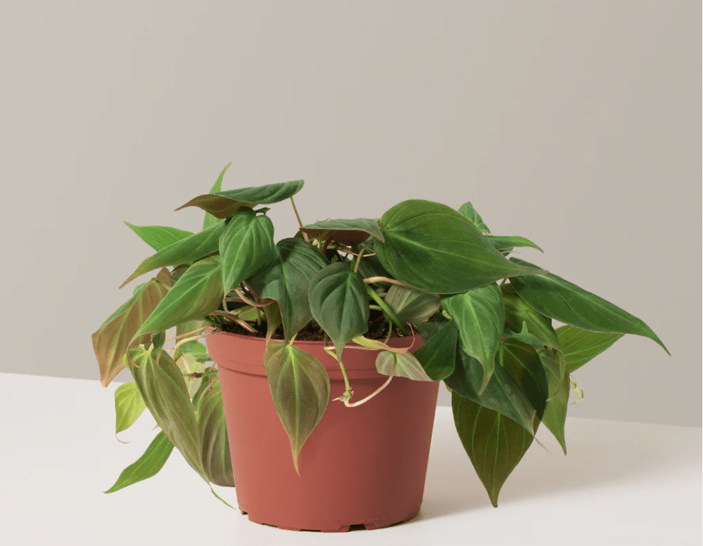 philodendron micans in a brown pot